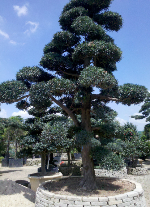 日本黑松苗木批发